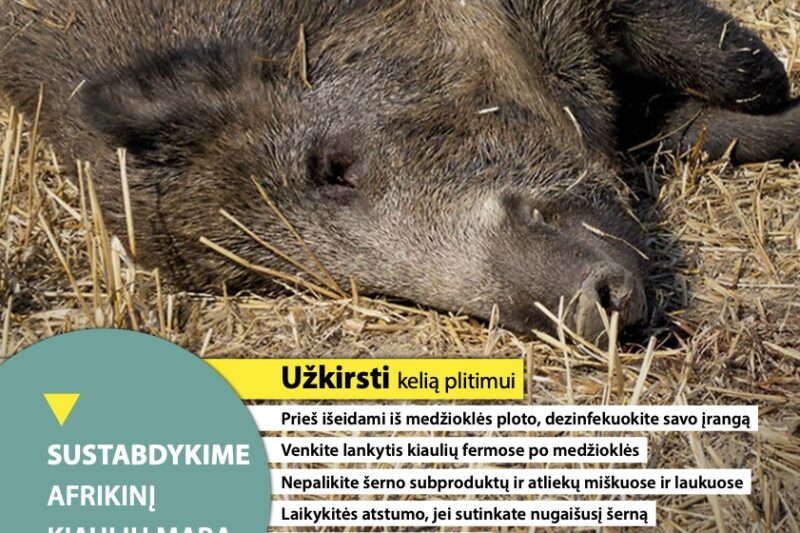 Afrikinis kiaulių maras Lietuvoje sparčiausiai plinta Jurbarko rajone