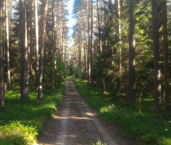 Apie privalomuosius atskaitymus, bendrąsias miškų ūkio reikmes ir miško kelių remontą