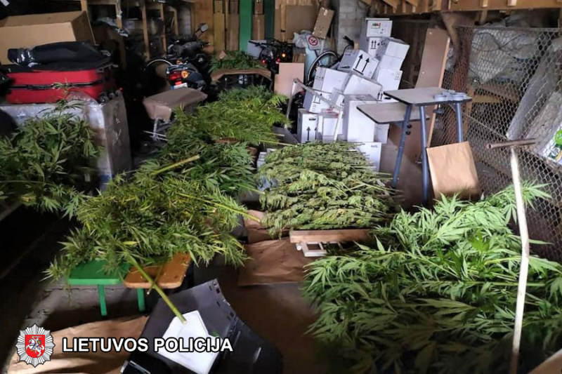 Apskrities policija konfiskavo dešimt kilogramų kanapių