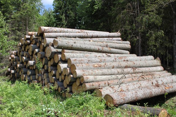 Apvaliosios medienos gabenimas miško keliais