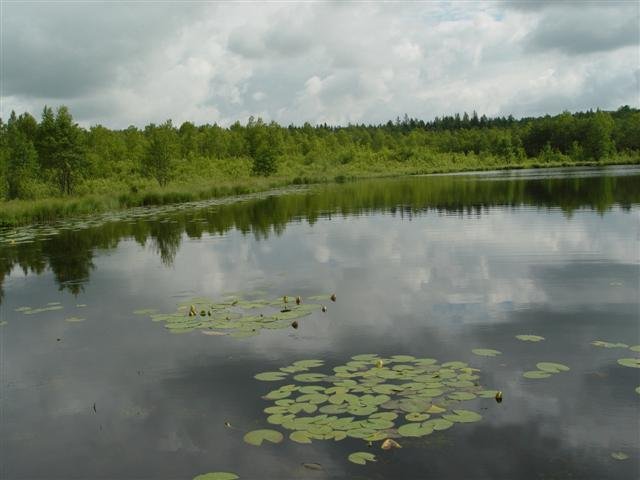 Ar daug gamtoje pavasario?