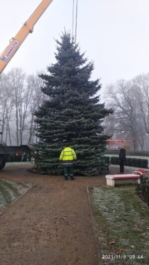 Atkeliavo miestą puošianti kalėdinė eglė (1)