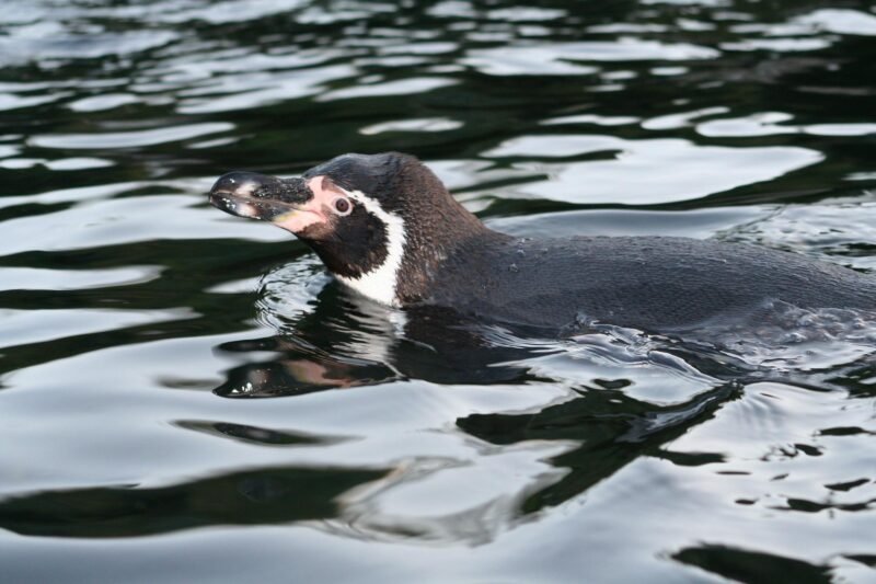 Balandžio 25-oji – šv. Morkus, Daržų diena. Pasaulinė maliarijos diena. Pasaulinė pingvinų diena