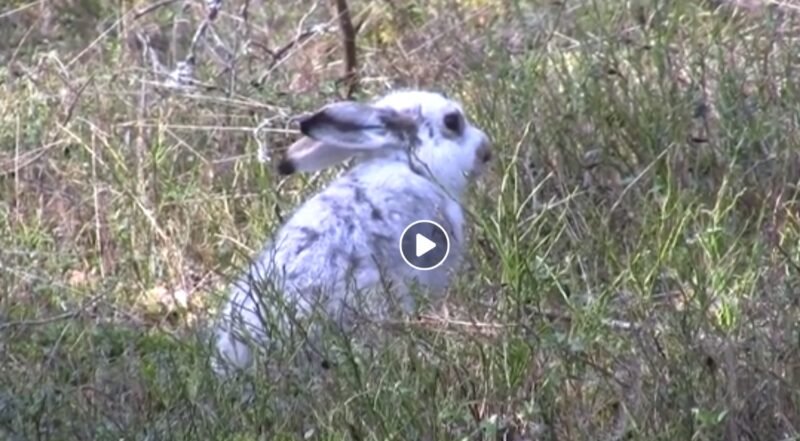 Baltakailis kiškis nespėja su klimato kaita (video)