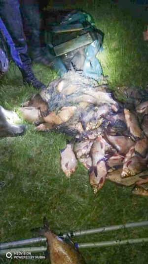 Brakonieriai įkliuvo su didžiuliu grobiu – tinklu ištraukė 101 karšį (7)