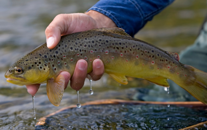 Brakonieriams gyvenimas sunkės – juos gaudys ir povandeniniais dronais