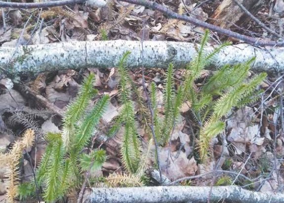 Dainių pelkės dovanojami stebuklai (3)