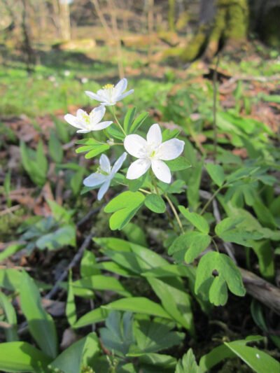 Daugėja trilapės blignos radimviečių
