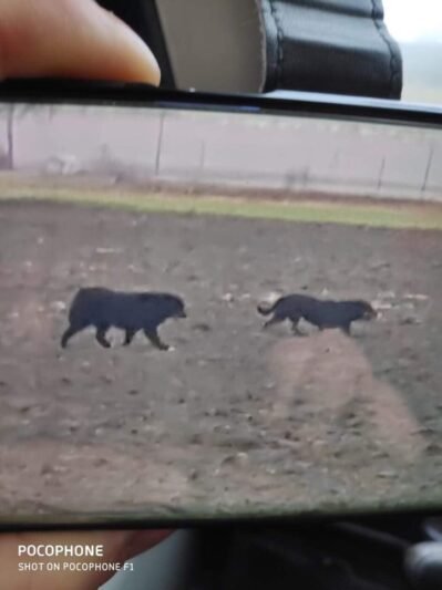 Didžiulius šunis vaikėsi policija. Nukentėjusieji ieško šeimininkų (6)