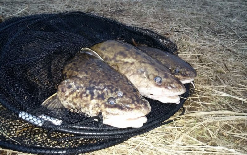 Draus žvejoti vėgėles (1)