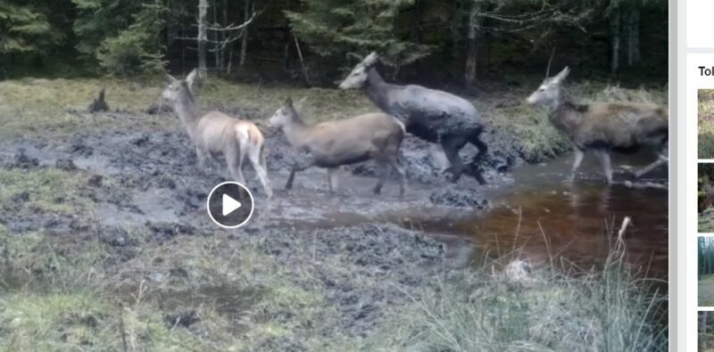 Elniai atidarė maudynių sezoną (video)