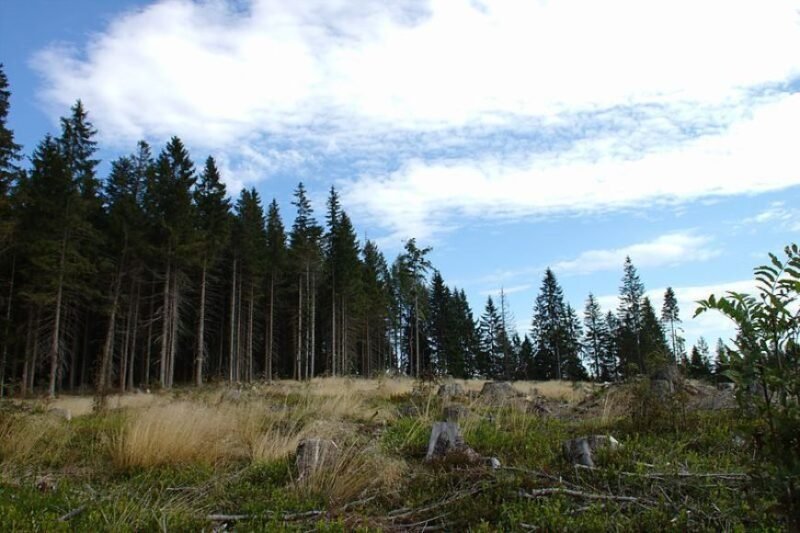 Europos Sąjungos parama privačių miškų savininkams
