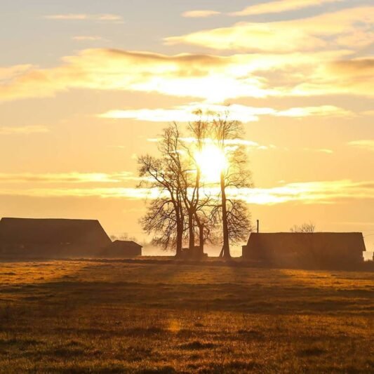 Gelbėjo medyje užstrigusį vaiką (4)
