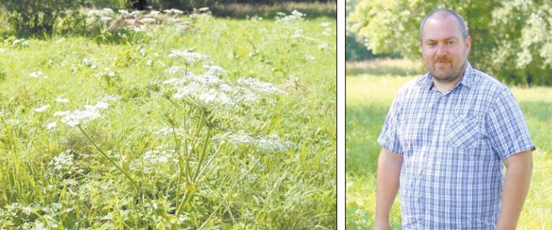 Girdžių seniūnija ėmėsi naikinti Sosnovskio barščius (3)