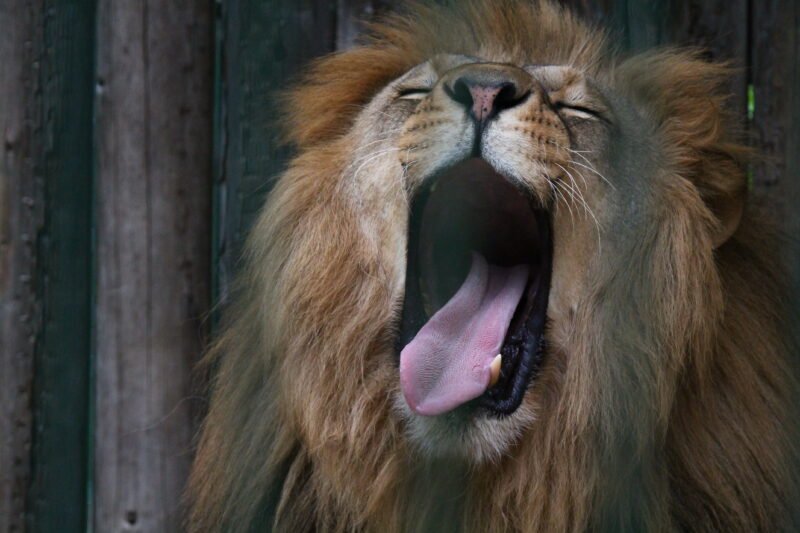 Gyvūnų karalystės miego laiko amplitudė plati: nuo 2 iki 16 valandų per parą (2)