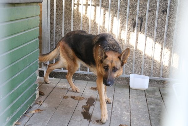 Ieško šuns savininkų