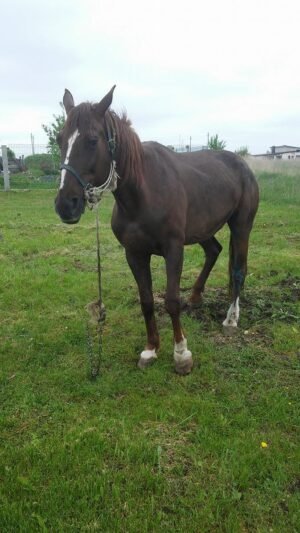 Ieškomi arklio savininkai