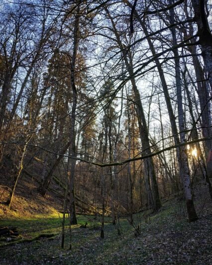 Šimkaičių girininkijoje medis prispaudė darbininką