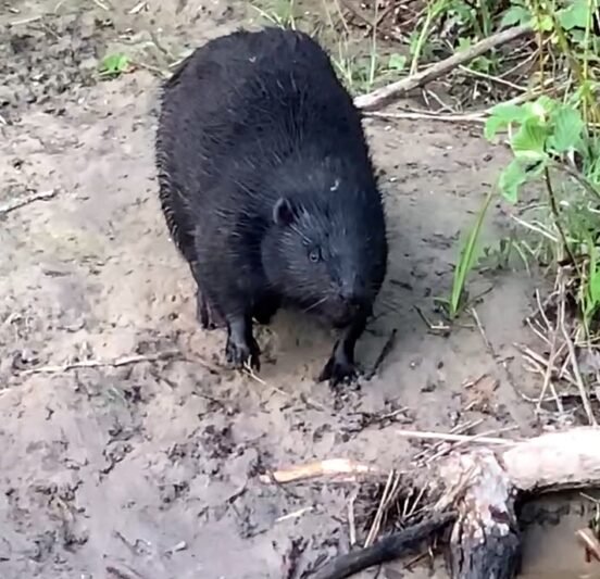 Imsrėje nufilmavo bebrą (video) (4)