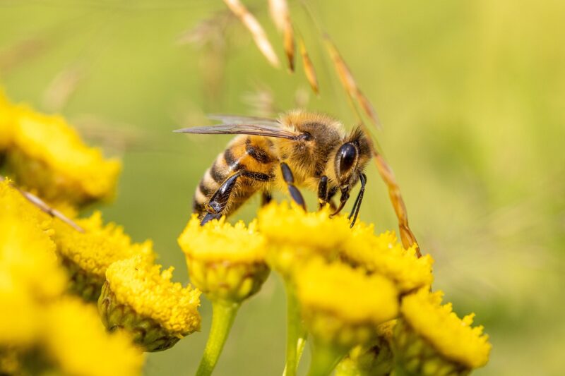 Informacija bičių ir kitų ūkinių gyvūnų laikytojams