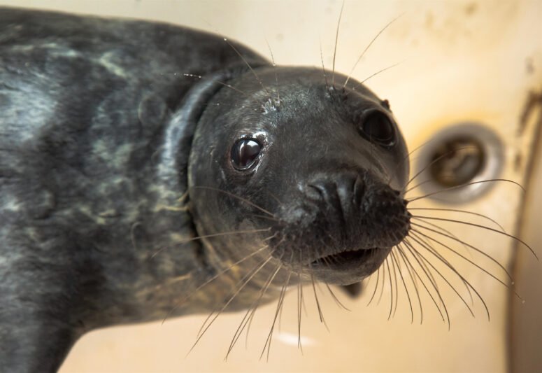 Jūrų muziejuje gydoma dešimt ruonių jauniklių