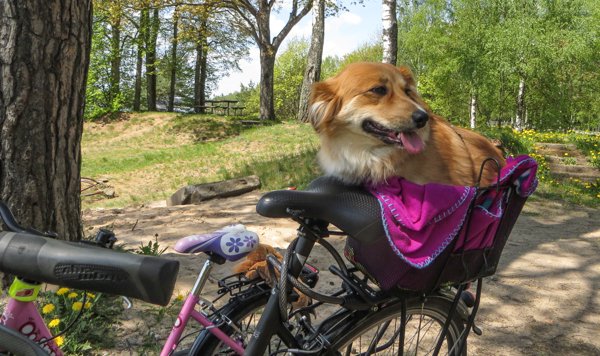 Jurbarkiečiai – tarp sparčiausiai ženklinančių augintinius