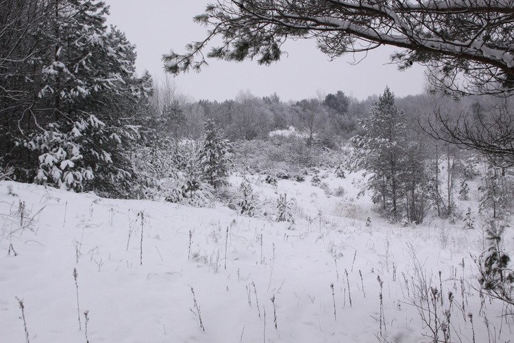 Jurbarkietis Tauragės moterims įvarė baimės (3)