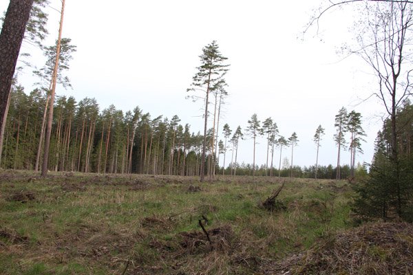 Ką daryti, jei privačiame miške vagys iškirto medžius ar pasisavino medieną