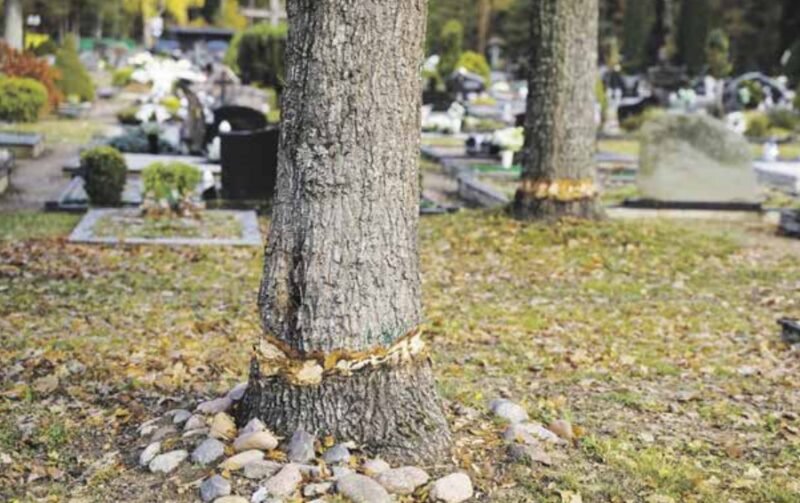 Kapinėse vandalai suniokojo ąžuolus