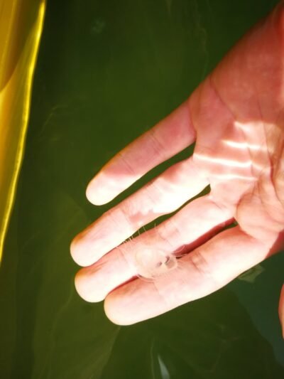 Karjero medūzos – vienintelės Lietuvoje (video)