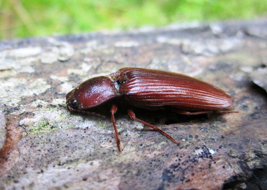 Karšuvos girioje aptikta stambiausia Lietuvos sprakšių rūšis