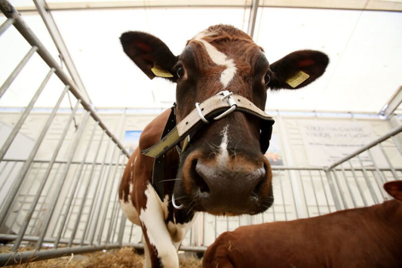 Karvės gelbėjimo talka Rotulių kaime: 10 žmonių ir 2 traktoriai