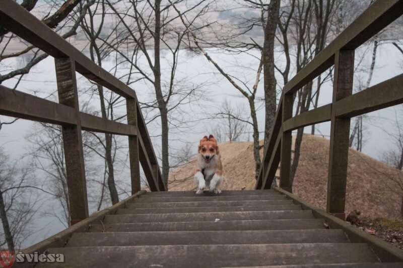 Keliaukime su augintiniais saugiai
