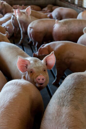Ūkiai raginami saugotis nuo afrikinio kiaulių maro – galima teikti paraiškas ir gauti paramą saugumo priemonėms