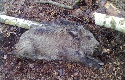 Kiaulių maras plinta