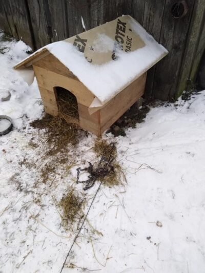 Kiduliškiai sunerimę – kaimo prieigose vilkai pjauna sodybų sargus (nuotraukos)