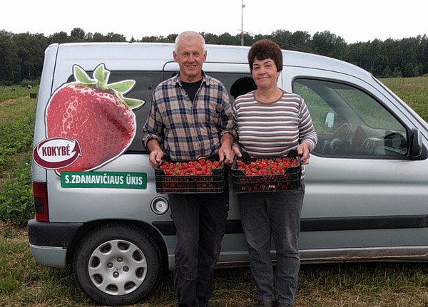 Ūkininkai priaugino braškių visam Jurbarkui (5)