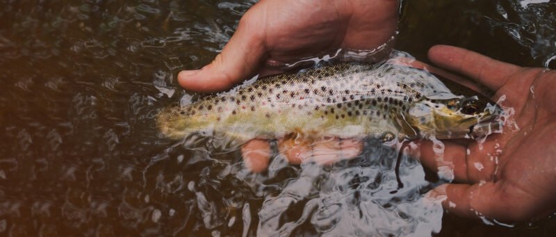 Kodėl iš Lietuvos miestelių herbų dingo žuvys?
