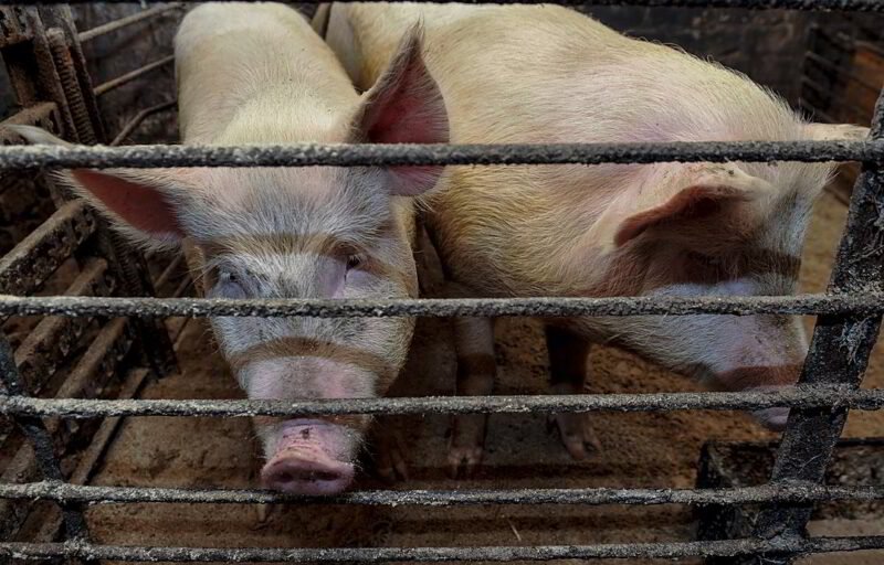 Kuriozinė trauma: kiaulė sulaužė koją ūkininkui (1)