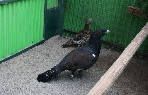 Kurtiniai grąžinami į Karšuvos girią