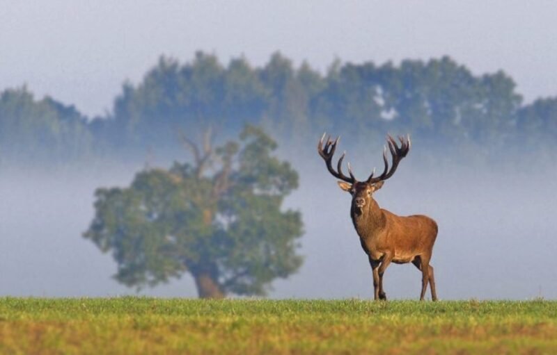 Kviečia klausytis elnių (2)