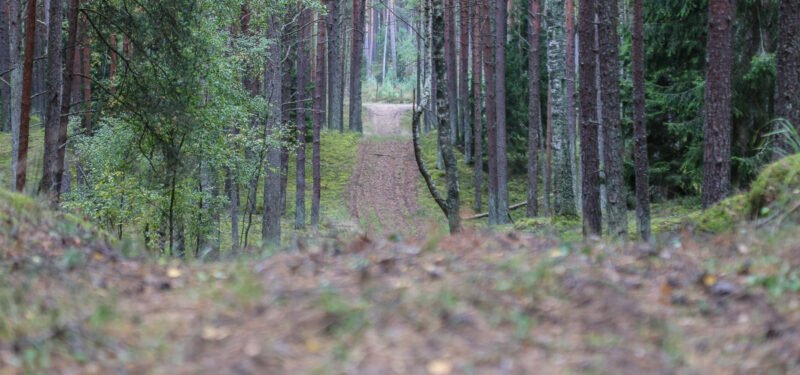 Kviečia į laukinį bėgimą (video) (12)
