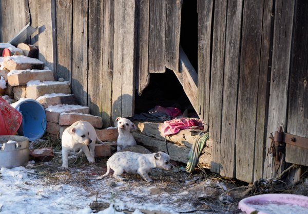 Lauke šalę šuniukai iškeliavo į naujus namus (nuotraukos) (1)
