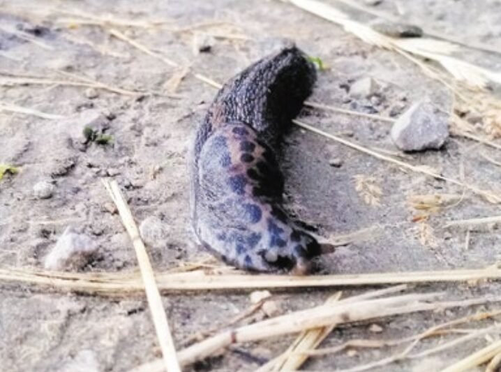 Šliužų problema paliekama gyventojams