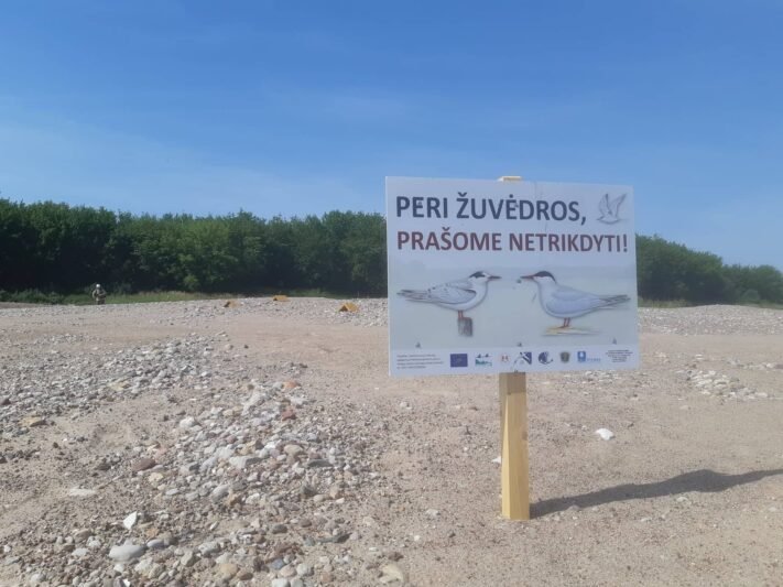 Mažųjų žuvėdrų šiemet daugiau