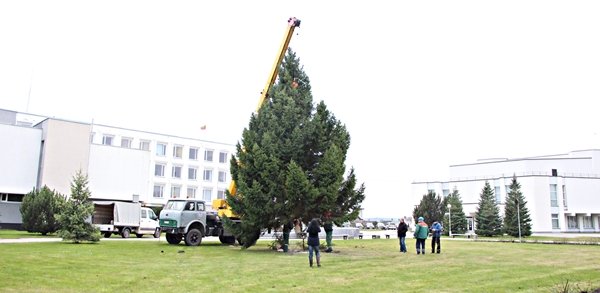 Į miestą atkeliavo kalėdinė eglė (3)