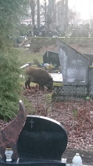 Mieste apsigyveno šernai (2)