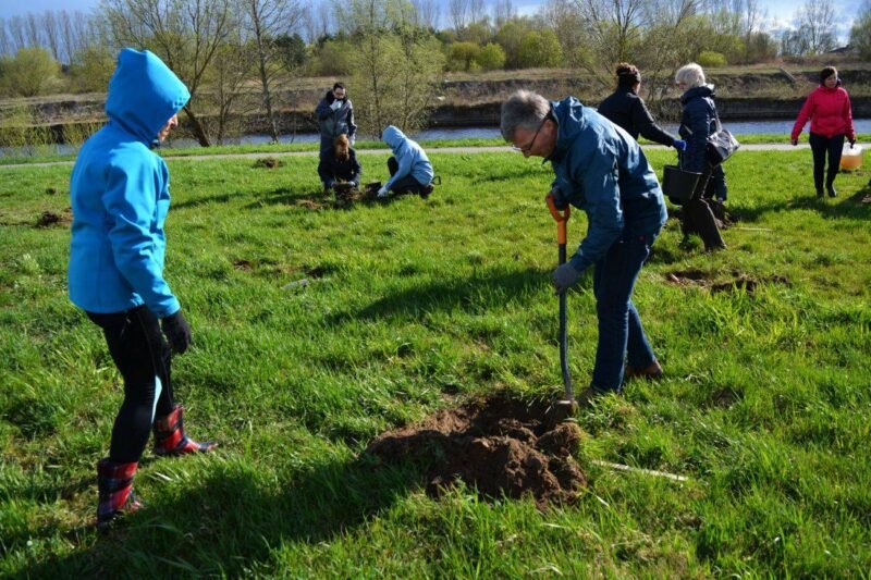 Mieste pasodino du šimtus pušų (1)
