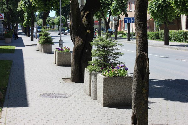 Miesto žydėjimą pristabdė blogas oras
