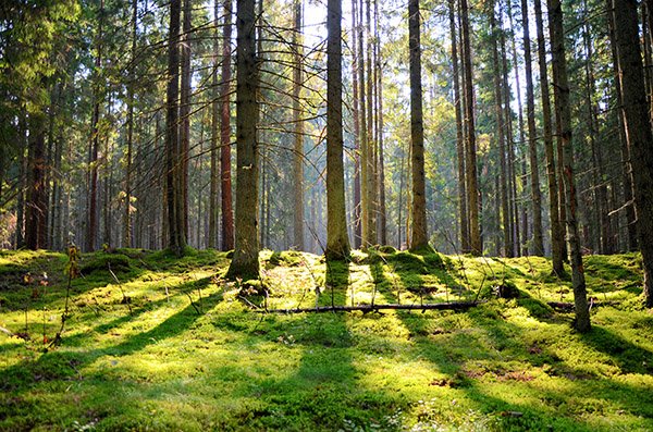 Miškai – nenugalima jėga švelninant klimato kaitos reiškinius (1)